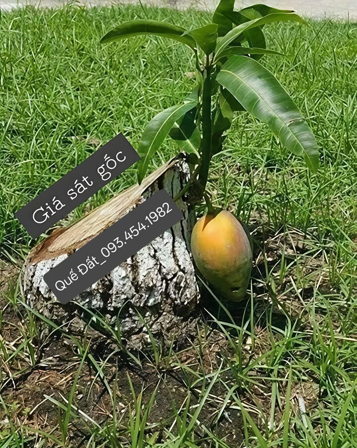 Đất nền chia lô Việt Hưng Long Biên 280m² giá 25.2 tỷ - Cơ hội đầu tư hiếm có!