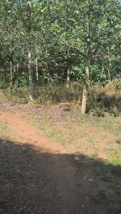 Farm 1,5ha tại Tân Thành Bù Đốp giá 1,3 tỷ - Cơ hội đầu tư tuyệt vời!