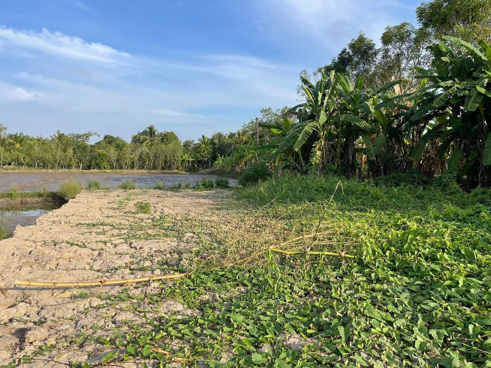 Đất nền Ấp Tân An, Xã Tân Hiệp B, Diện tích 690m² - Giá chỉ 6.903 tỷ