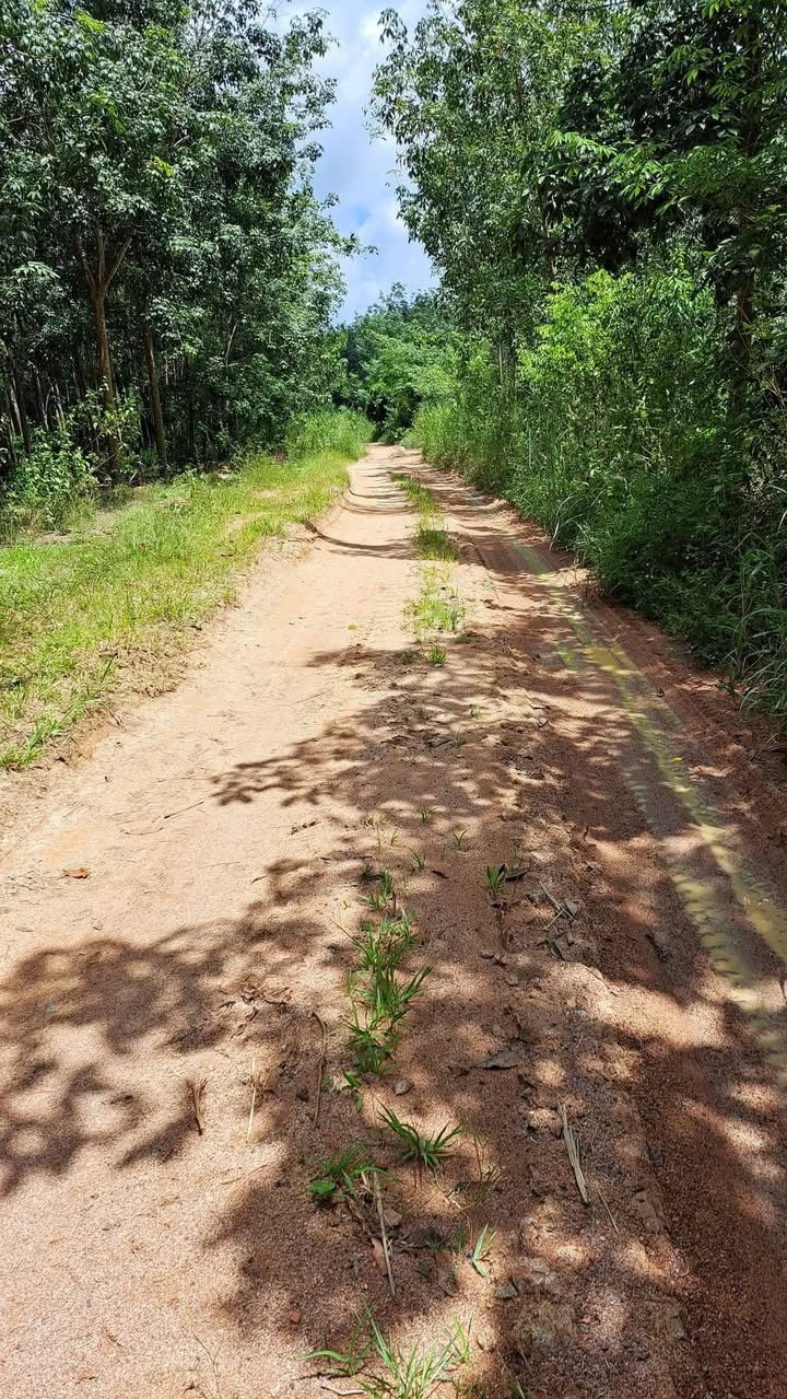 Đất nền Nam Chính, Đức Linh 3240m² giá 1.2 tỷ - Mặt tiền rộng, thoáng đãng!