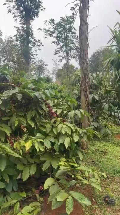 Đất nền Đắk Hòa 1.3 ha giá 2.3 tỷ - Gần đường chính, đầu tư sinh lời!