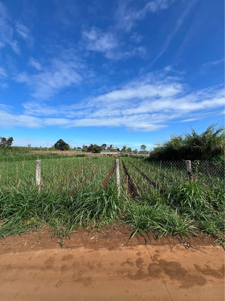 Đất nền 3600m² tại Làng Wau, An Phú, Pleiku - Giá chỉ 800 triệu VND!