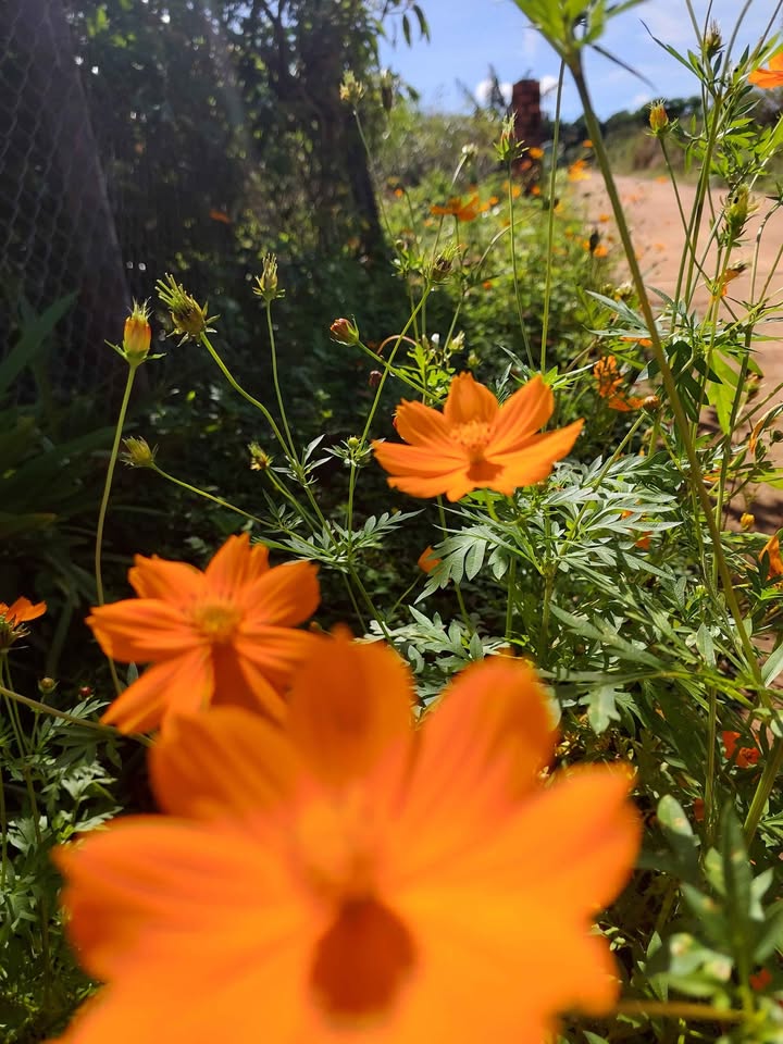 Đất nền Biển Hồ, Pleiku 168m² giá 700 triệu - Sổ đỏ chính chủ