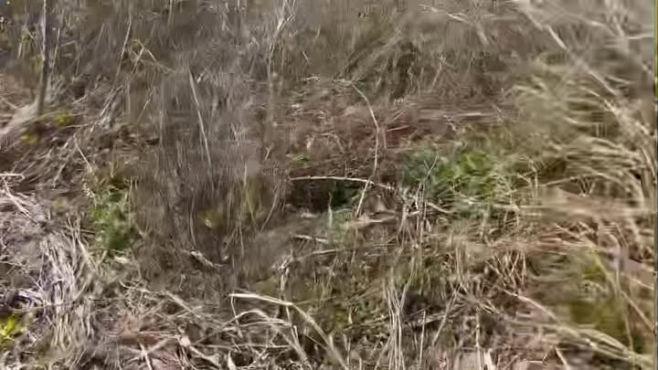 Đất nền 3ha tại Ea H'Leo, Đắk Lắk - Giá chỉ 279 triệu, cơ hội đầu tư tuyệt vời!