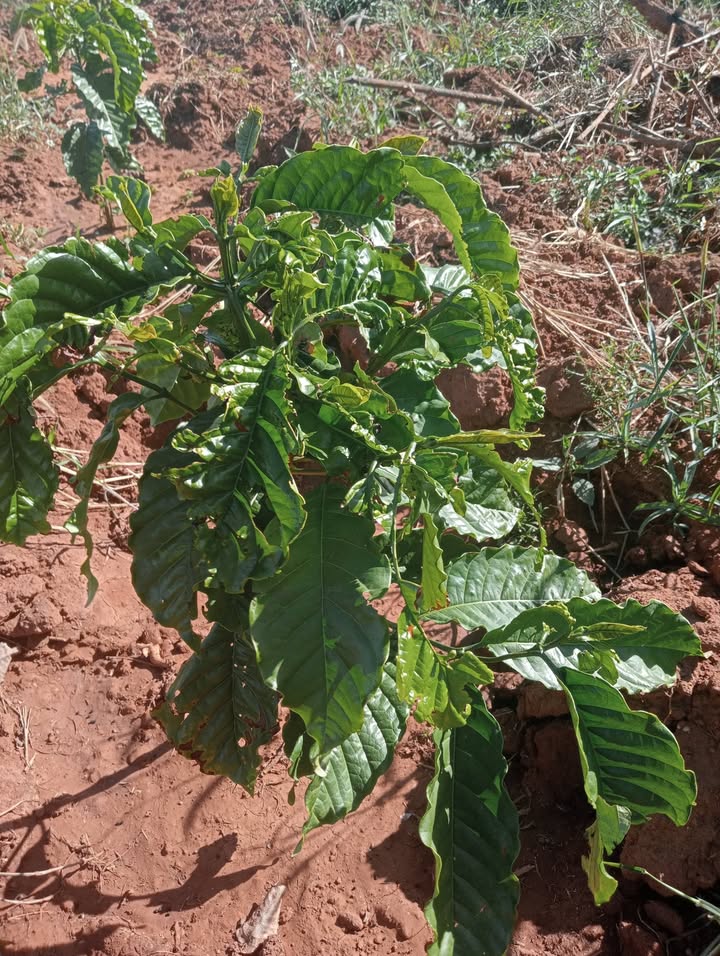 Farm 1,7 ha tại Đăk Long, Quảng Ngãi - Nhà ở sẵn sàng, giá thỏa thuận!