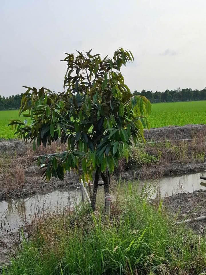 Đất vườn mặt tiền 33m tại Thanh Mỹ, Tháp Mười - Cơ hội đầu tư hấp dẫn!