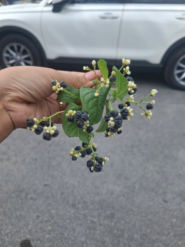 Đất nền Tam Đa Vĩnh Bảo 219.6m² giá 1 tỷ - Đường thông thoáng, cơ hội đầu tư tốt!