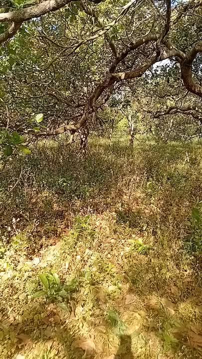 Đất thổ cư Đak Nhau 11.000m² - Sổ sách đầy đủ, giá thỏa thuận!