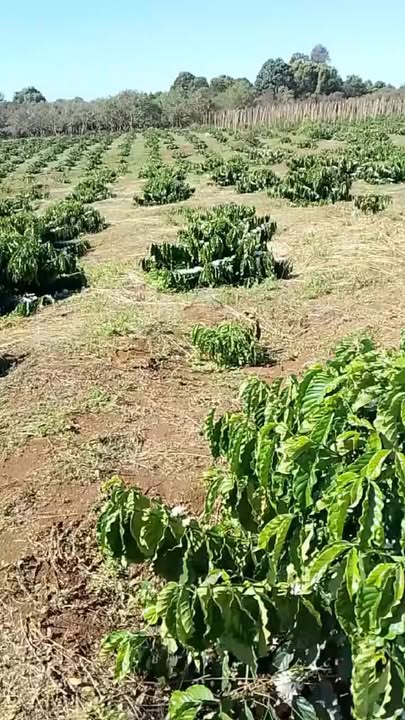 Đất Cà Phê và Tiêu 2,1ha tại Đak Nhau - Sổ Đỏ Chính Chủ, Giá Thỏa Thuận!