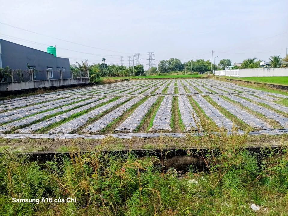 Đất thổ cư 300m² tại Mỹ Hạnh, Đức Hòa, Long An giá 6.6 tỷ - Cơ hội đầu tư hấp dẫn!