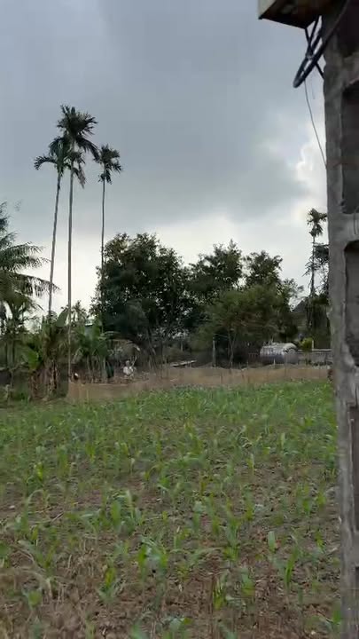 Đất chính chủ tại Nghĩa Thái, Tân Kỳ 150m² - Đường bê tông rộng, thuận lợi cho gia đình!