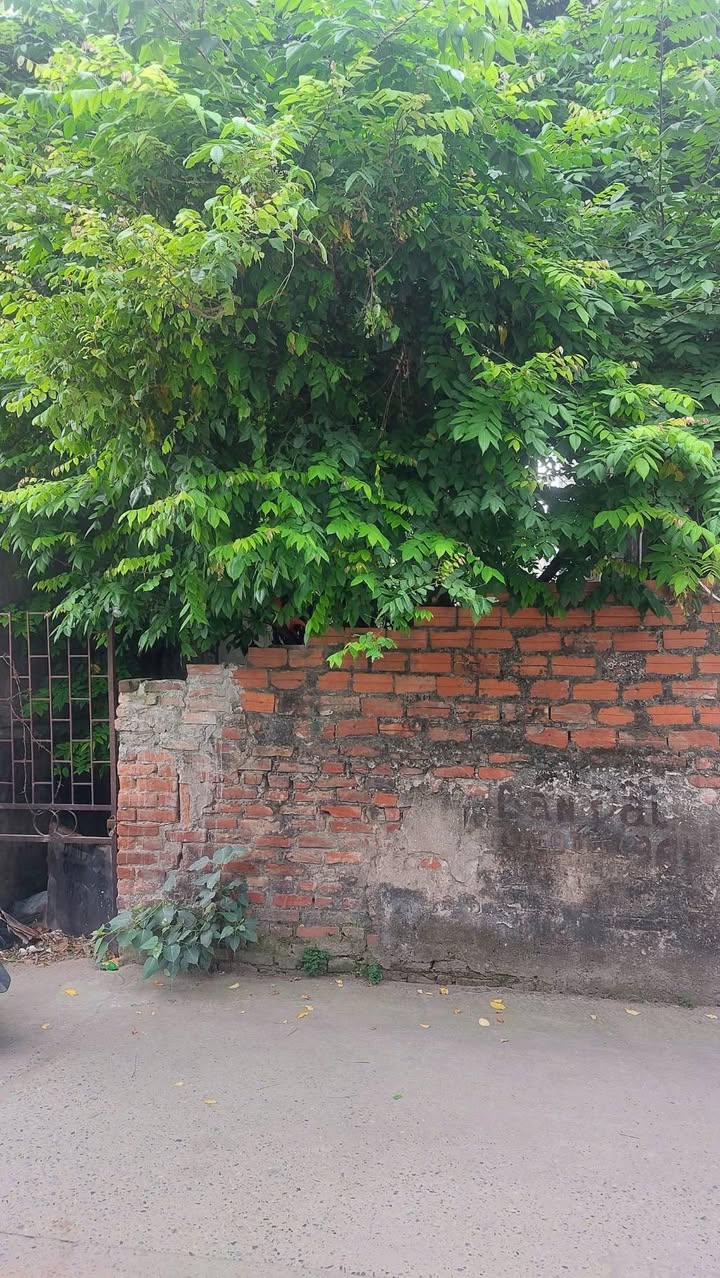 FrontHouse Ngũ Hiệp, Thanh Trì 100m² giá 10 tỷ - Kinh doanh đỉnh cao!