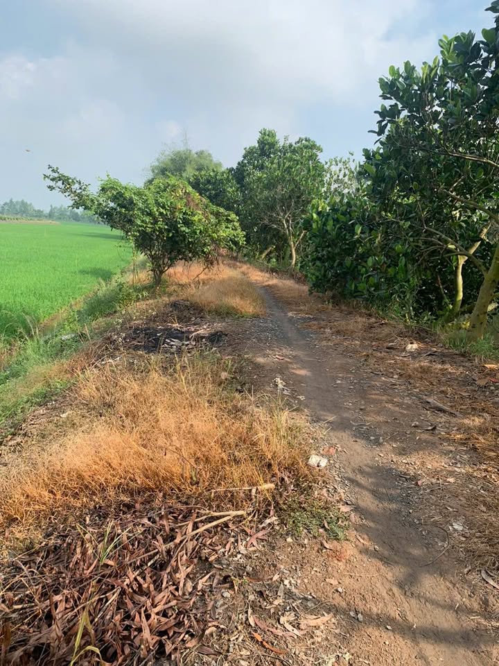 Đất nông nghiệp 2.500m² mặt tiền 30m tại Mỹ Trung, Cái Bè - Giá chỉ 1.71 tỷ!