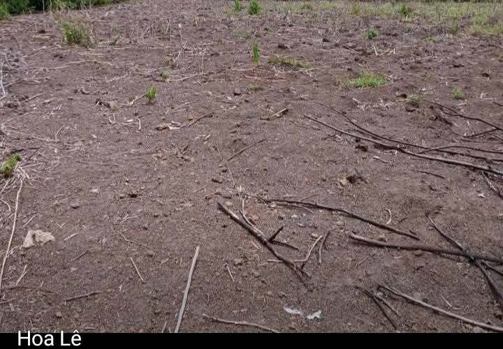 Đất nền 1ha tại Quảng Hiệp, Cư M'gar chỉ 600 triệu - Cơ hội đầu tư tuyệt vời!