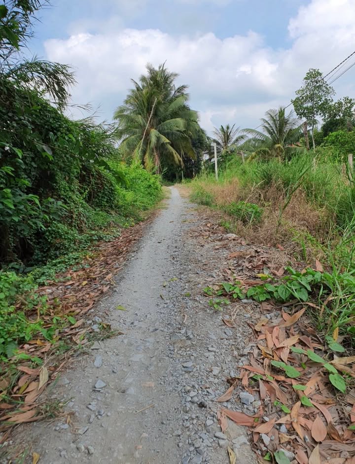 Đất thổ cư Ấp 1, Thạnh Hoà, Bến Lức 300m² giá 1.3 tỷ - Sổ hồng riêng!