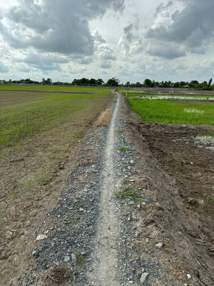 Đất lúa Tân Lân Cần Đước 1340m² giá 550 triệu - Cơ hội đầu tư hấp dẫn!