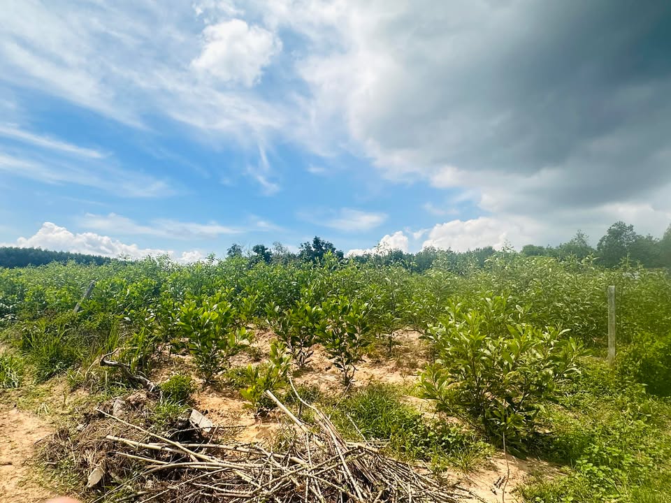 Đất nền 3000m² xã Xuân Thành, Đồng Nai - Cơ hội đầu tư hấp dẫn!