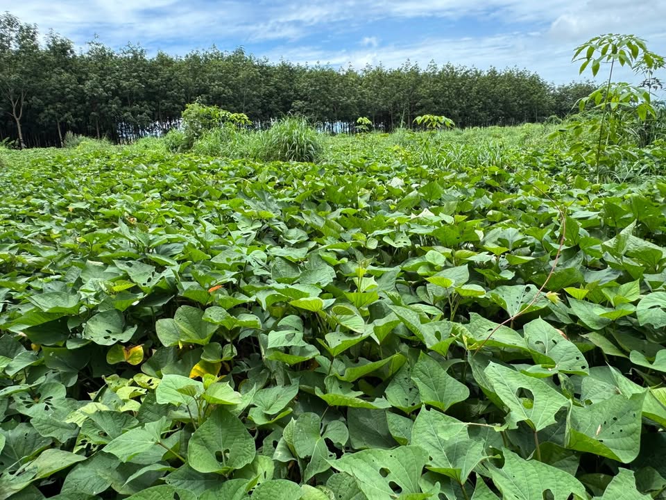 Đất nông nghiệp 4 hecta tại Ia Ko, Chư Sê, Gia Lai - Cơ hội đầu tư lâu dài!