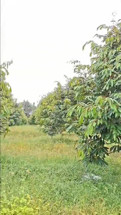 Farm 12ha Sầu Riêng, Cafe và Gỗ Sao tại Ea Wer, Buôn Đôn - Giá chỉ 134 triệu/sào!