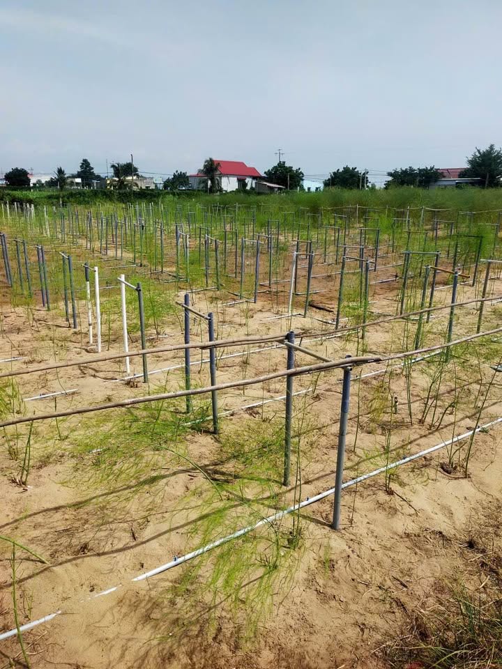 Đất nông nghiệp 4 sào tại Phước Dinh, Ninh Thuận - Đầu tư sinh lời ngay!