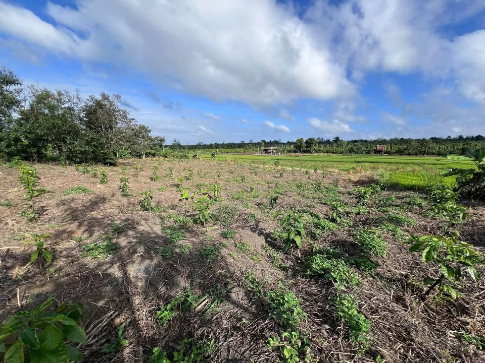 Đất thổ cư Ea Bar, Buôn Đôn 2304m² giá 430 triệu - Đầu tư sinh lời hấp dẫn!