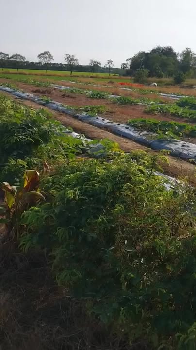 Đất nền Gò Công Đông 4000m² giá 1.16 tỷ - Sẵn sàng xây dựng ngay!