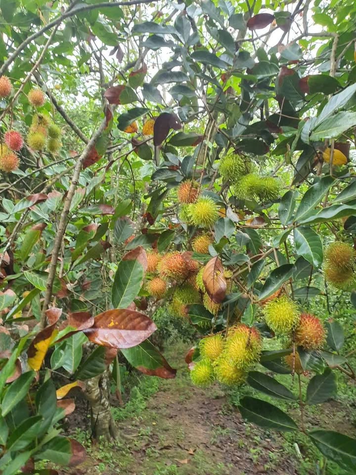 Đất vườn Hòa Ninh Vĩnh Long 7216m² giá 700 triệu - Cơ hội đầu tư hấp dẫn!