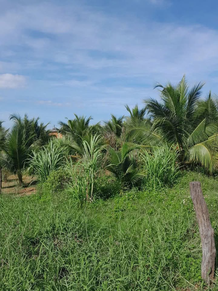 Đất vườn dừa 1500m² tại Hàm Hiệp chỉ 1,5 tỷ - Cơ hội đầu tư tuyệt vời!