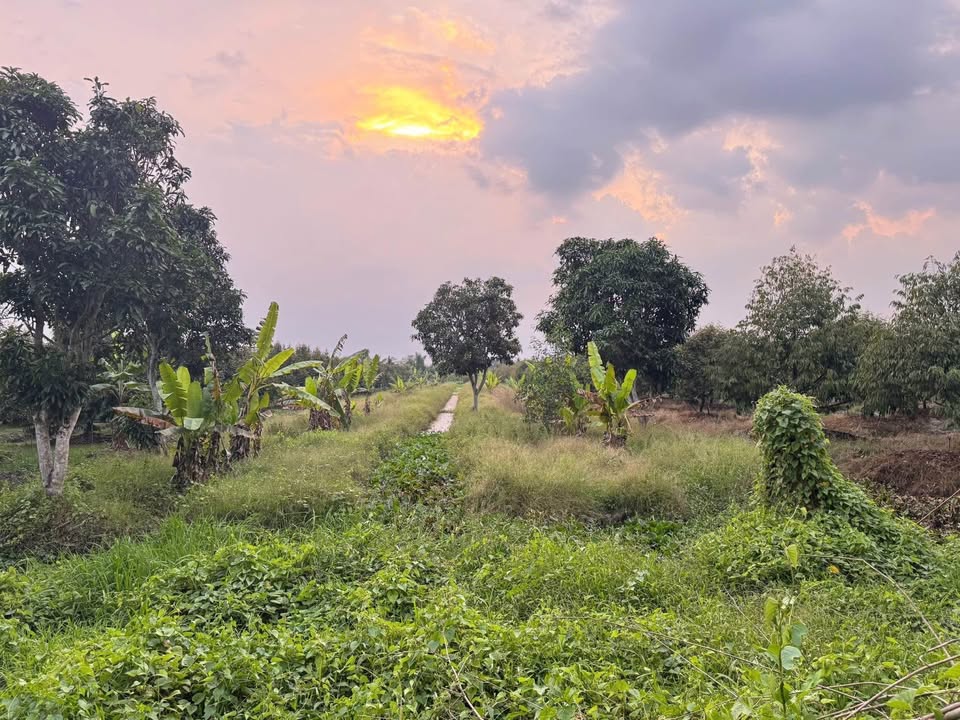 Đất vườn Đông Lợi A, Châu Thành 3600m² giá 450 triệu - Lô đất vuông vức, dễ vào!