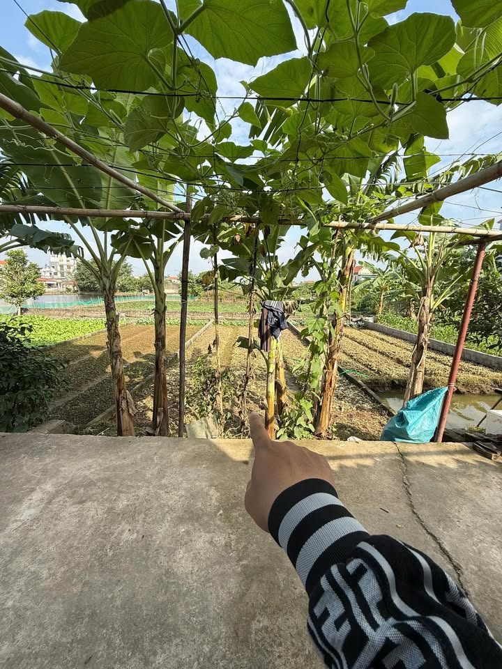 Đất nền Thư Phú, Thường Tín 76,3m² giá 3 tỷ - Đường ô tô vào tận đất!