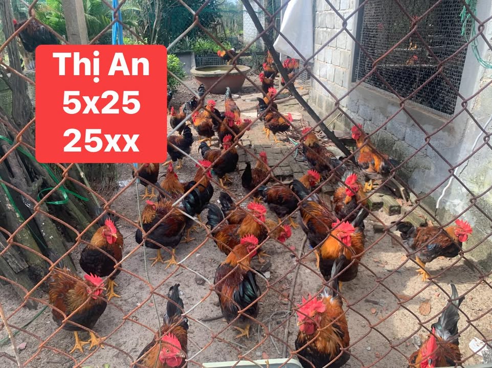 Đất nền Hòa Quý Đà Nẵng 125m² giá 2.5 tỷ - Cơ hội đầu tư sinh lời!