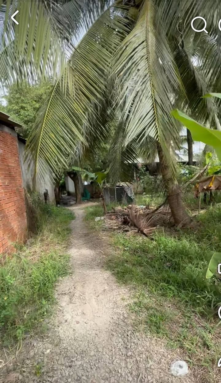 Đất vườn 1.000m² tại Thạnh Hưng, Tiền Giang - Giá chỉ 900 triệu, chính chủ thương lượng!