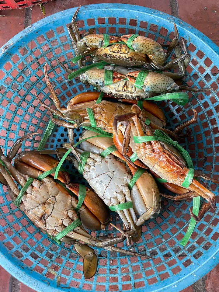 Đất nền Đồng Lâm - Hạ Long 3000m² giá 3.2 tỷ - Cơ hội đầu tư hấp dẫn!