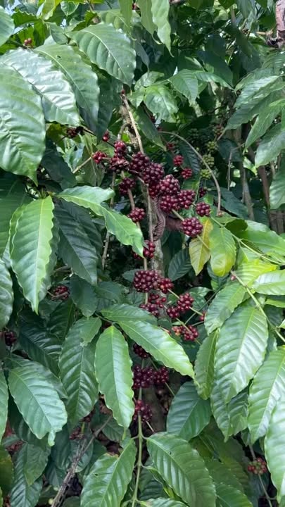 Đất nền thổ cư 50,000m² tại Nam Bình, Đắk Song - Giá 1.25 tỷ, đầu tư sinh lời!