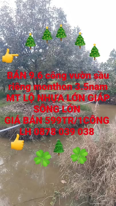 Đất vườn sầu riêng Thạnh Mỹ 9.6 công giá 599 triệu - Mặt tiền lộ nhựa, sẵn sàng chốt nhanh!