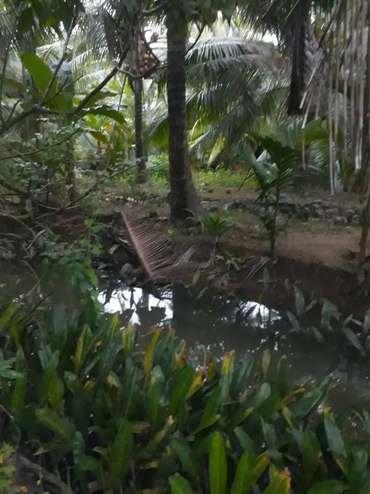 Đất vườn Nhơn Thạnh Bến Tre 500m² giá 374 triệu - Cơ hội đầu tư tuyệt vời!