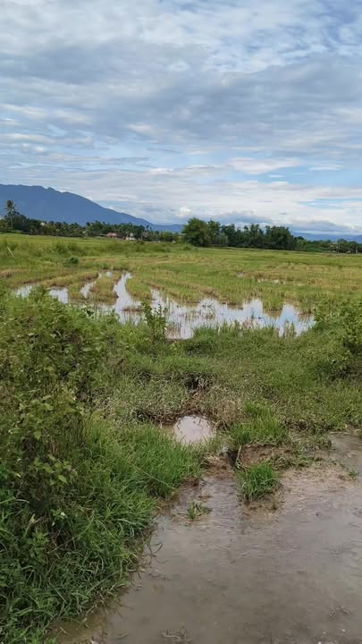 Đất nông nghiệp Ninh Đông 20.000m² giá 225 triệu - Sổ hồng chính chủ!