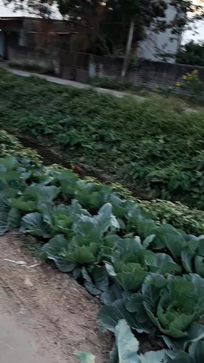 Đất thổ cư Tự Lạn, Việt Yên 131m² giá chỉ 2xx triệu - Cơ hội đầu tư hấp dẫn!