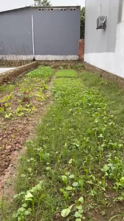 Đất nền Liên Châu, Thanh Ba 106m² giá 1 tỷ - Đường thông thoáng ô tô vào tận nơi!