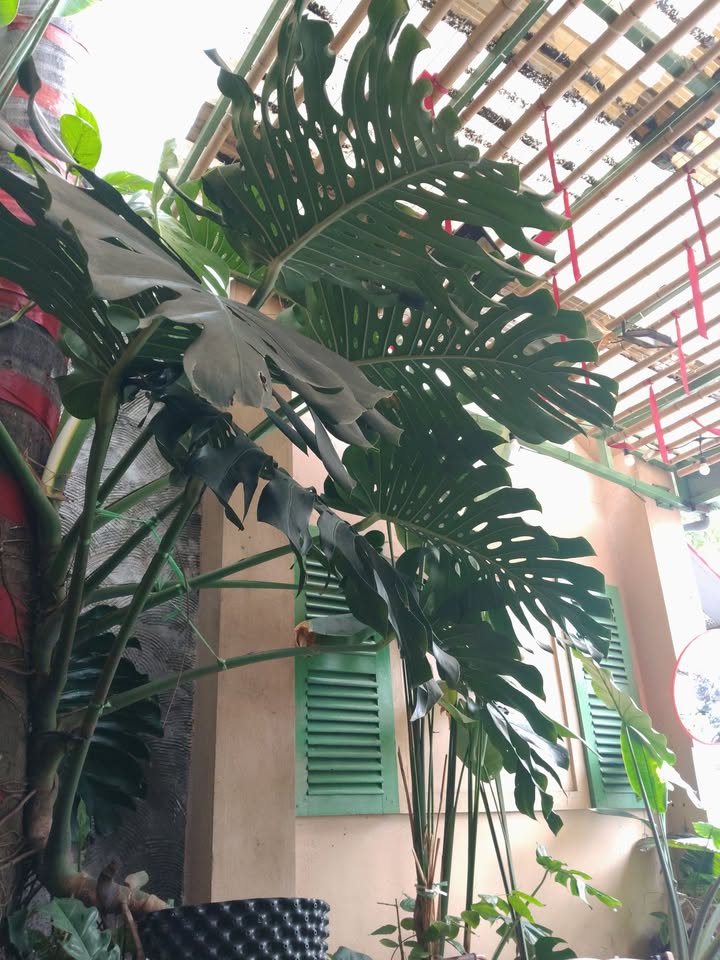 Nhà cấp 4 đường Trương Chí Cương, Hải Châu 48m² giá 4.25 tỷ - Đầu tư sinh lời ngay!