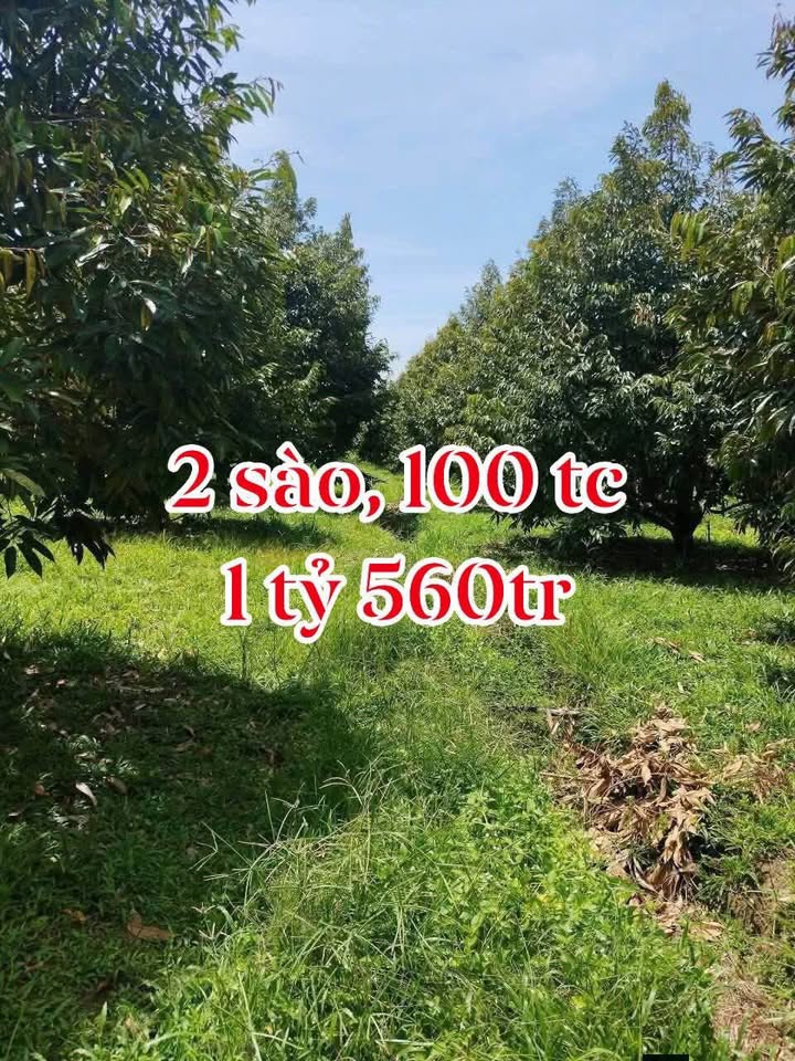 Đất thổ cư Phú Lộc, Tân Phú 8000m² giá 1.56 tỷ - Cơ hội đầu tư sinh lời!