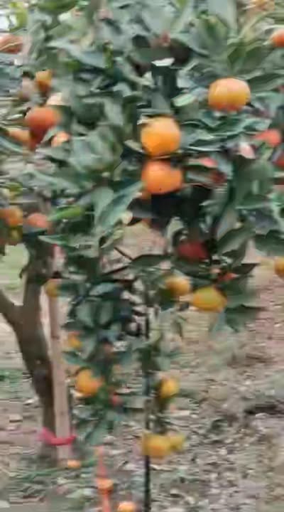 Farm 3000m² tại Kiên Thành, Lục Ngạn 1.65 tỷ - Đất bằng phẳng, cây ăn quả trĩu quả!