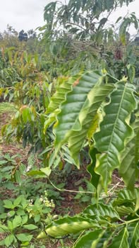 Farm Ea Ngai 1,2ha giá 4.32 tỷ - Đầu tư sinh lời với vườn sầu riêng