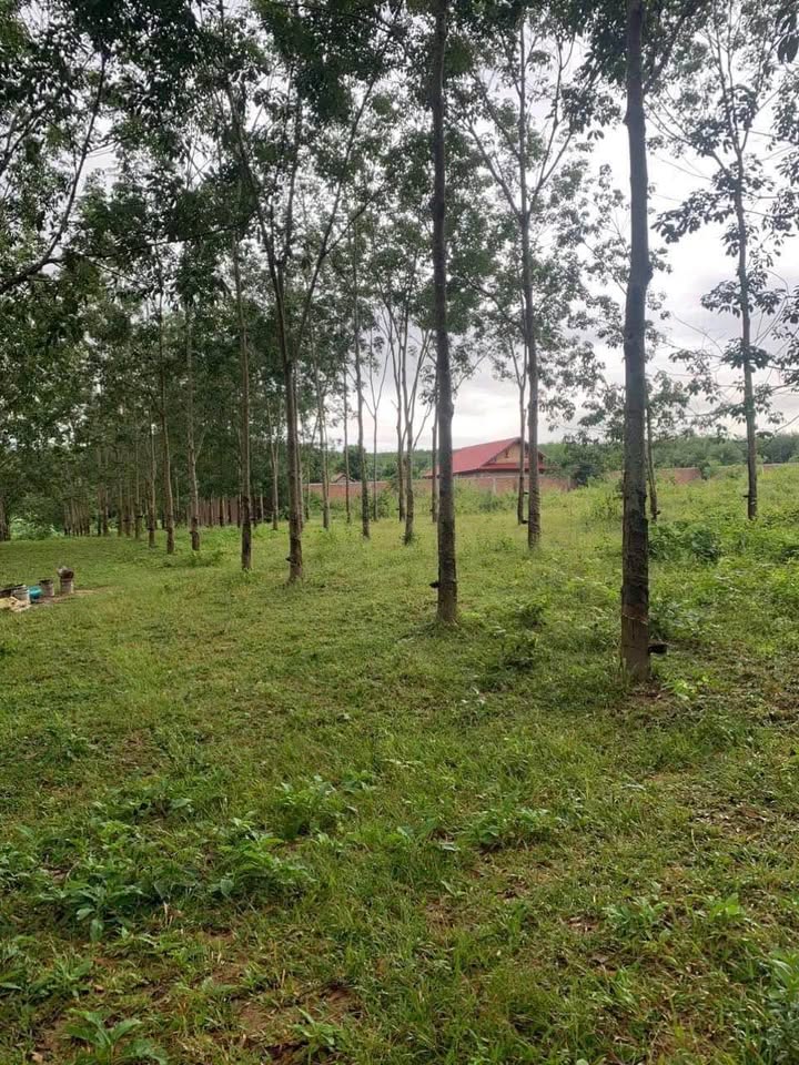 Đất nền tổ 2 phường Trần Hưng Đạo, TP Kon Tum 1440m² giá 780 triệu - Cơ hội đầu tư tuyệt vời!