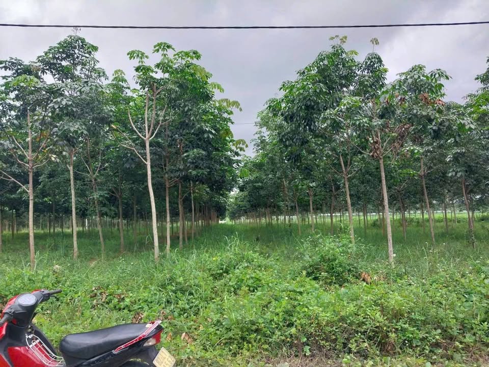 Đất cao su Thôn 1, Hòa Bình, Kon Tum 2405m² giá 1.99 tỷ - Cơ hội đầu tư tuyệt vời!