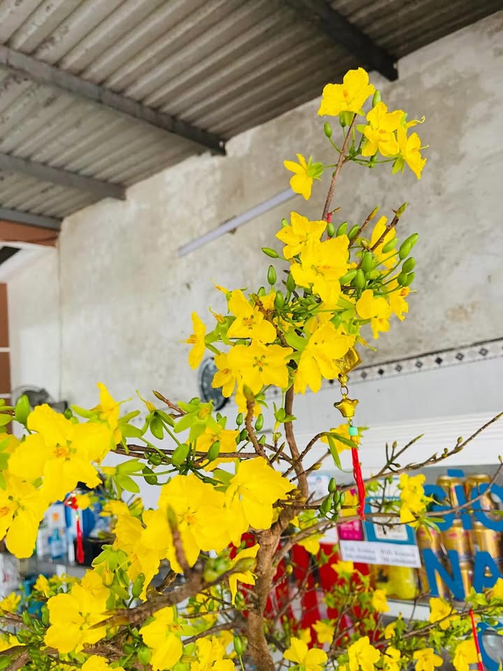 Đất nền Nam Kỳ Khởi Nghĩa, Ngũ Hành Sơn 130m² - Đầu tư sinh lời hấp dẫn!