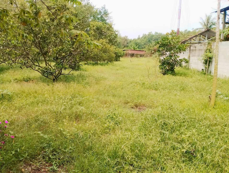 Đất mặt tiền Đỗ Đăng Tuyển, Nhuận Đức, Củ Chi 3362m² - Kinh doanh sầm uất, giá thỏa thuận!