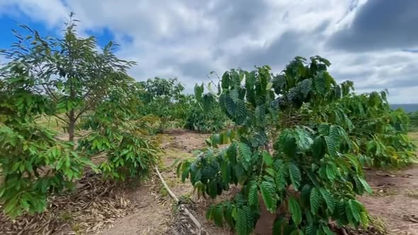 Đất rẫy 7500m² tại xã Ea Khal, huyện Ea H'leo, giá 1.6 tỷ - Sổ đỏ chính chủ!