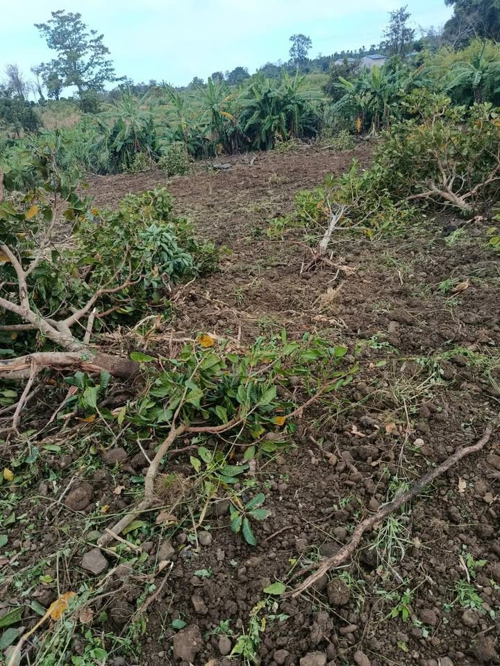 Đất nền 1ha tại Ea Tir, Đắk Lắk giá 750 triệu - Tiềm năng đầu tư lớn!