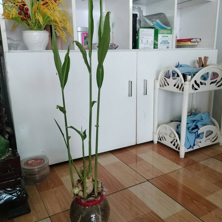 Đất nền Phước Tân, Biên Hòa, 253m² - Giá rẻ, đầu tư sinh lời!